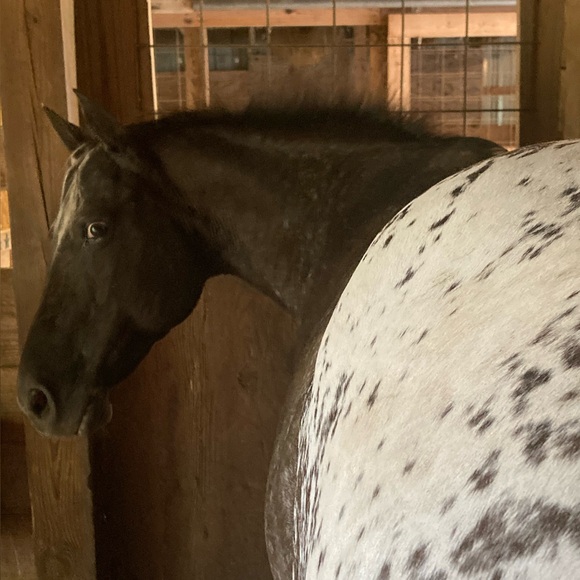 thebossmare